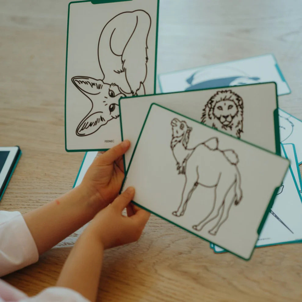 Kidydraw-Animals around the world